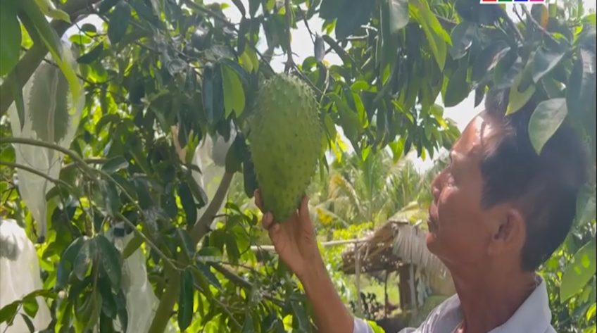 Mãng cầu xiêm giảm giá, nhà vườn vẫn có lãi
