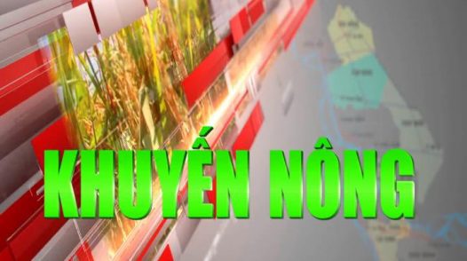 Khuyến nông - 29/10/2024: Phòng trừ bệnh đạo ôn trên lúa