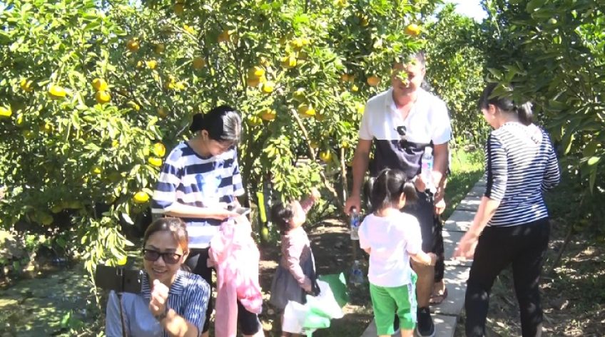 Vườn quýt Lai Vung đón hàng ngàn lượt khách trong ngày Tết Dương lịch