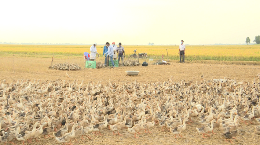 Tăng cường ngăn chặn nguy cơ lây lan cúm H5N1