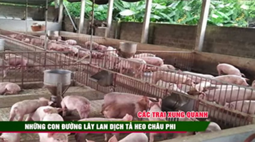 Dịch tả heo châu Phi: Những con đường lây lan