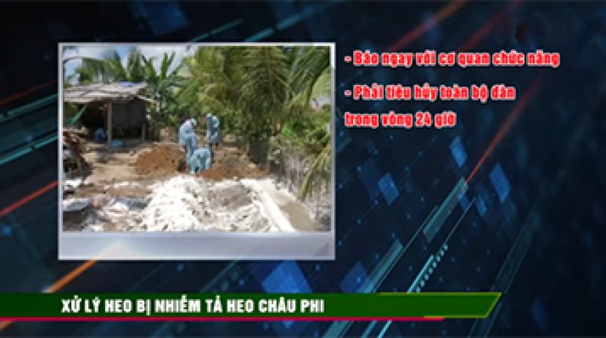 Dịch tả heo châu Phi: Chính sách hỗ trợ