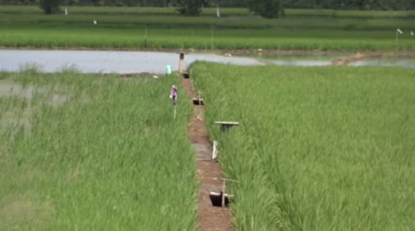 Nhiều cách diệt chuột an toàn hơn bẫy điện