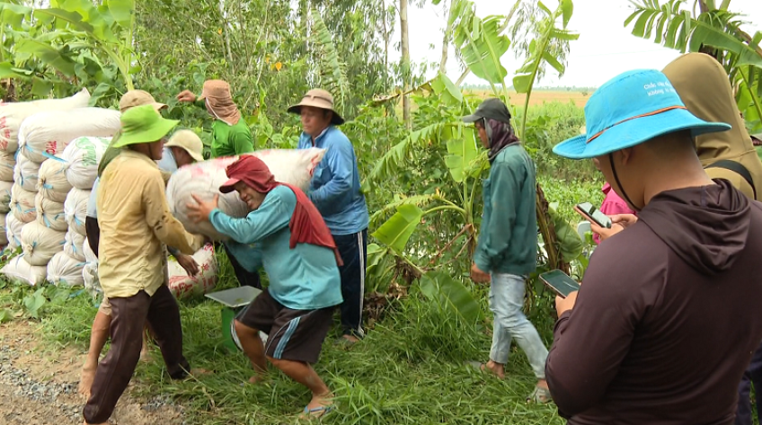 Đồng Tháp: Giá lúa tăng, nông dân phấn khởi