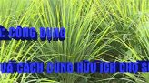 Trang địa phương - Thứ Hai, 03/01/2022 - H.Tháp Mười