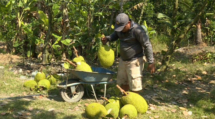 Phát huy tiềm năng giá trị từ cây mít