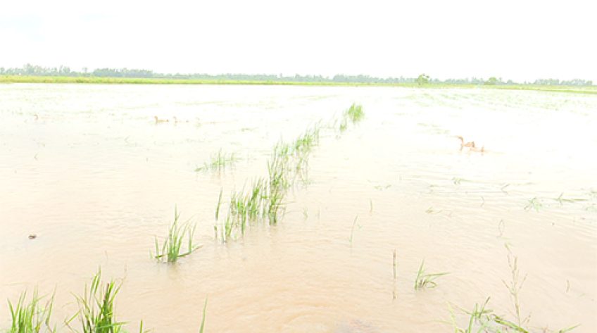 Thanh Bình: Nhiều cánh đồng bắt đầu đón lũ