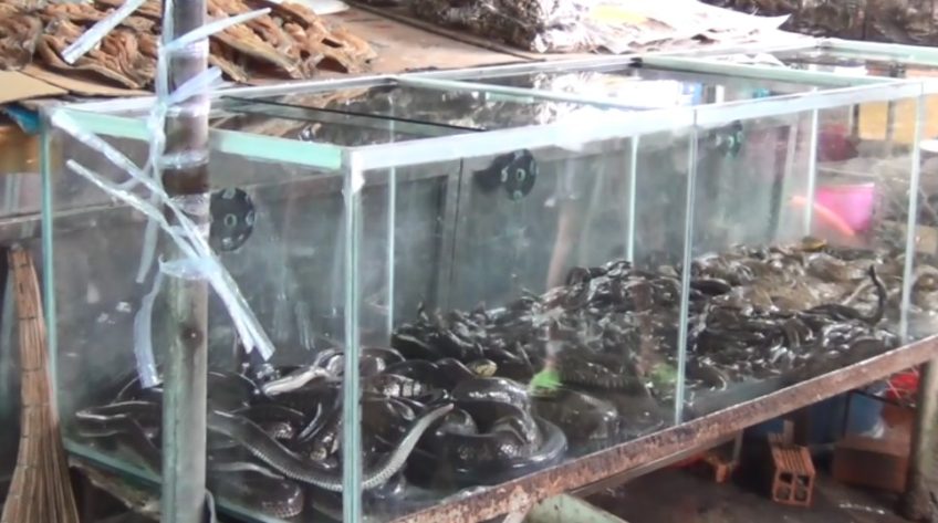 Bắt quả tang 2 hộ nhốt, mua bán 26kg động vật hoang dã tại chợ