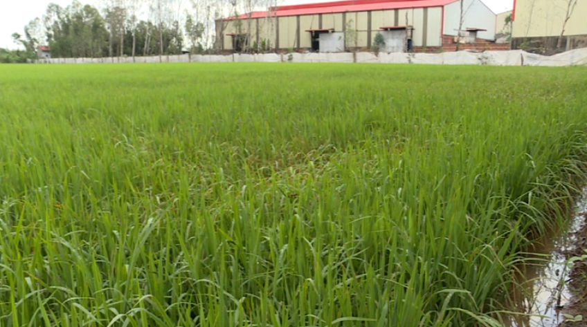 Lúa bị thiệt hại do nước rò rỉ từ nhà máy