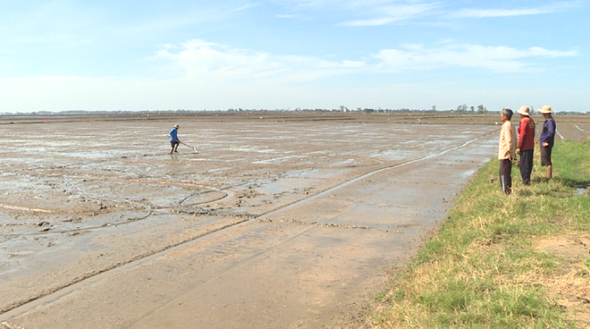 Đồng Tháp: Lúa chưa xuống giống, thương lái đã đặt cọc giá cao
