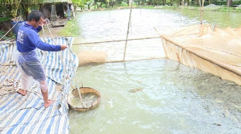Đồng Tháp: Giá cá lóc tăng mạnh