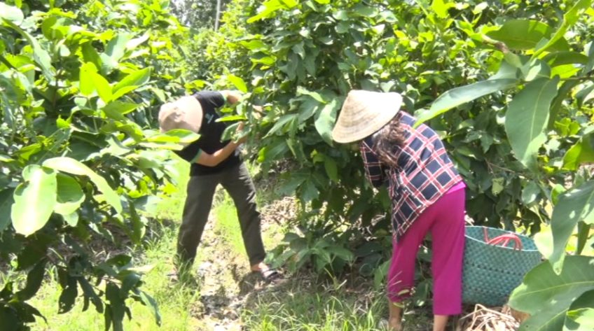 Giúp cần câu hơn giúp con cá