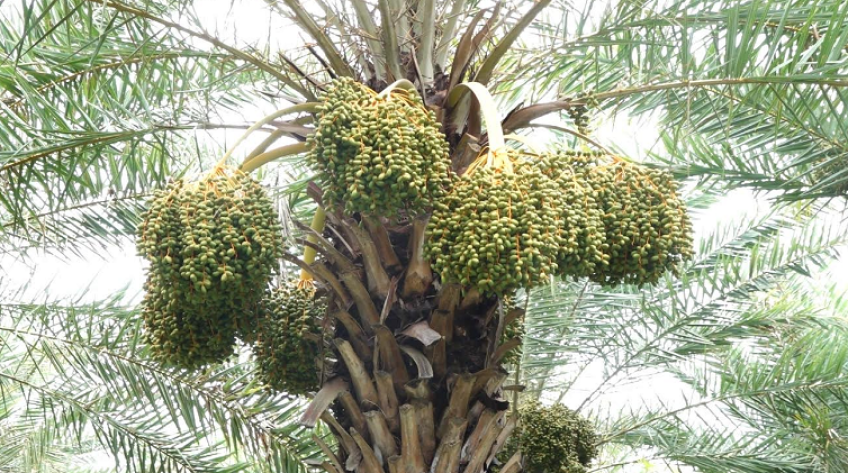 Vườn chà là ở Sa Đéc ra trái, chủ vườn mở cửa đón khách