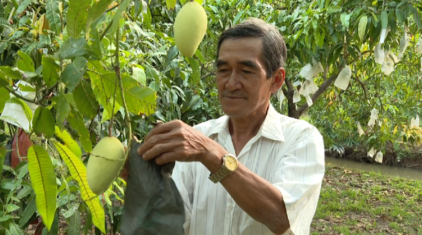 Xoài Đồng Tháp sẵn sàng phục vụ lễ hội