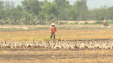 H.Thanh Bình: Nâng cấp bến đò An Phong - Tân Bình