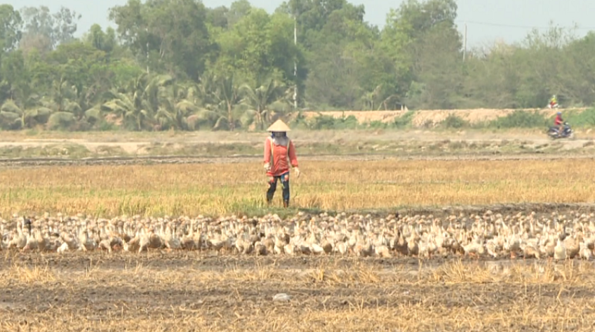 Đồng Tháp: Tăng cường kiểm soát gia cầm, phòng chống cúm A/H5N1