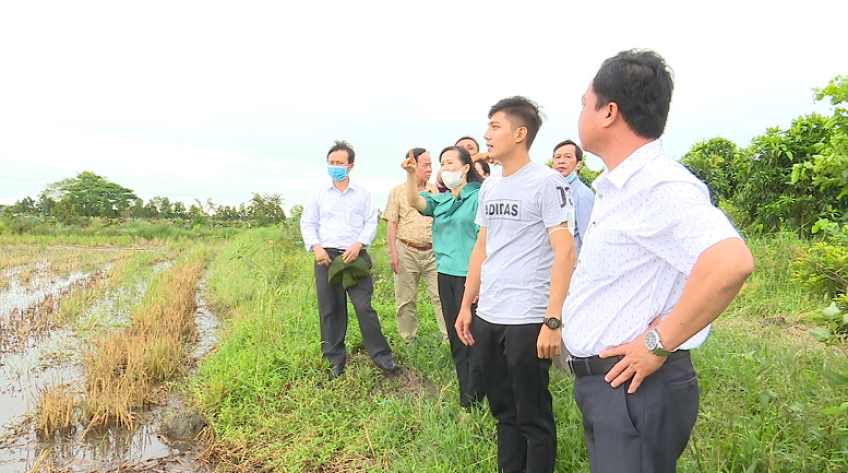 Triển khai mô hình mẫu sản xuất sen gắn với du lịch sinh thái ở H.Thanh Bình