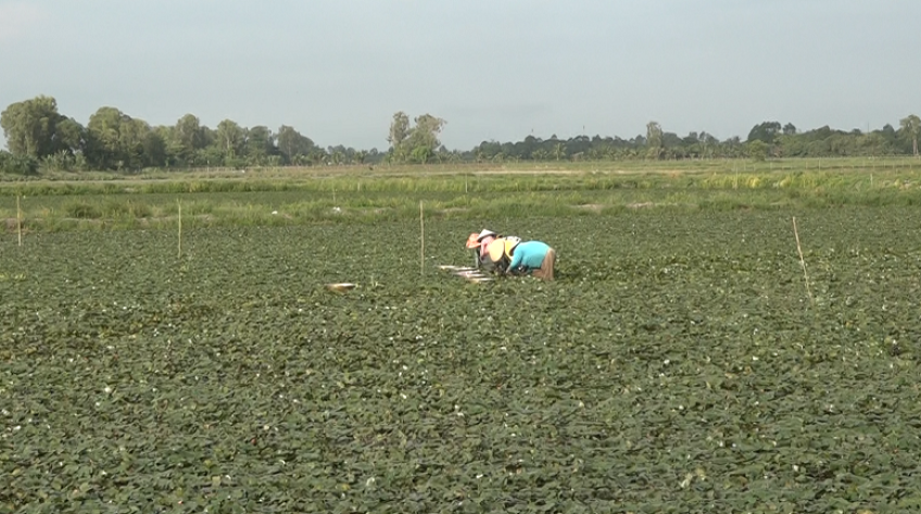 Ấu Long Hưng được chứng nhận nhãn hiệu