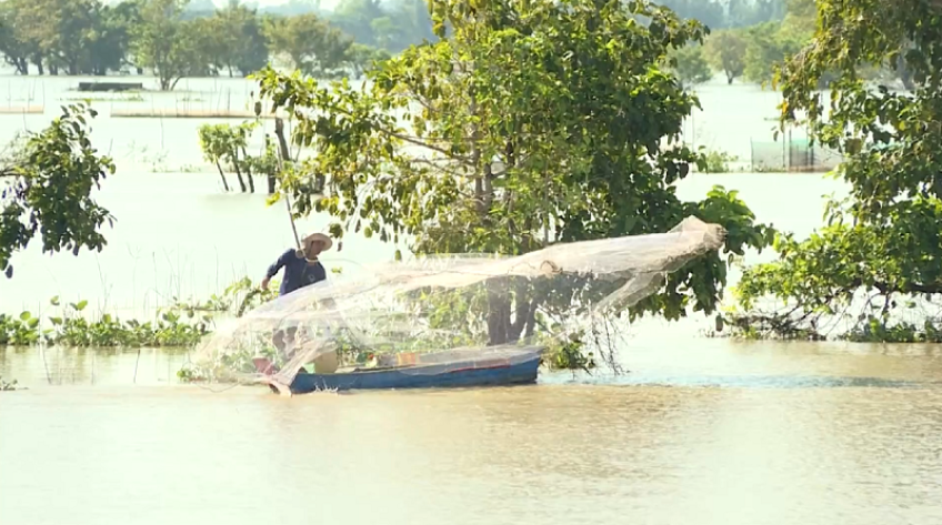 Đồng Tháp bắt đầu mùa nước nổi