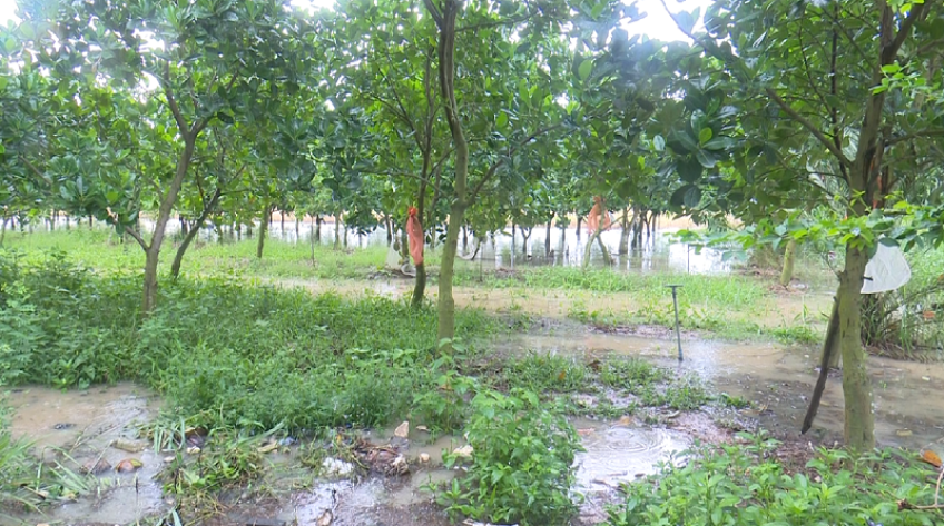 Mưa lớn ảnh hưởng nhiều diện tích nông nghiệp