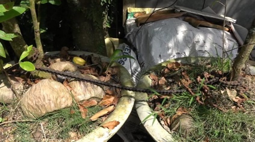 Hàng loạt gốc mai bị lấy cắp trong đêm