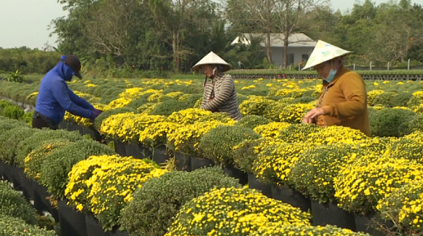 Hoa Sa Đéc rộn ràng vào Tết