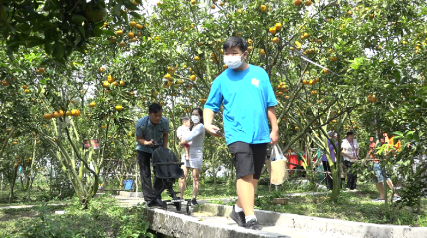 Quýt hồng Lai Vung chính thức vào mùa lễ hội