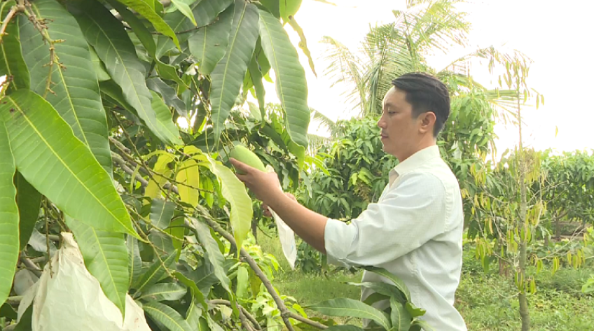 Xây dựng thương hiệu cho trái xoài cù lao Tây