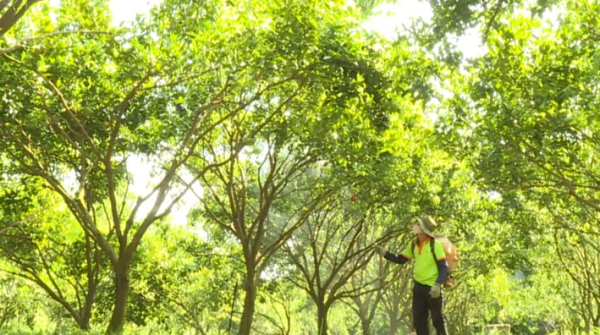 Cánh đồng hội nhập - 05/6/2021: Giúp cây có múi khỏe rễ, xanh vườn
