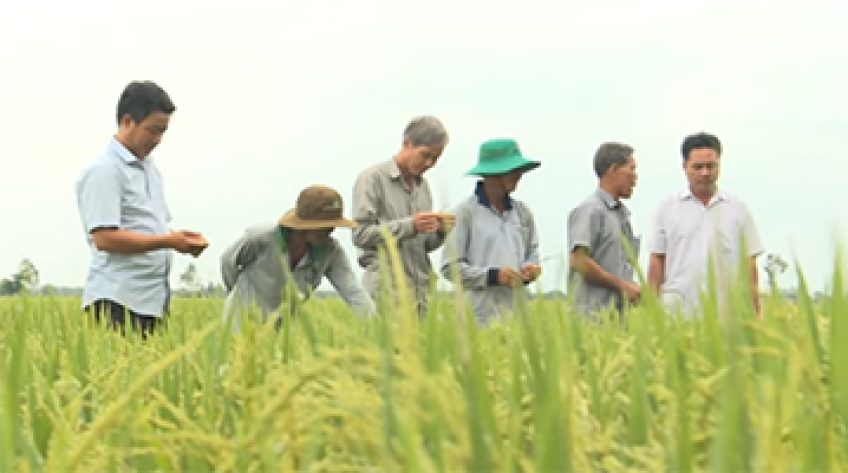 Xuất khẩu khó, đâu phải do giống lúa