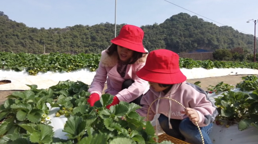 Trải nghiệm hái dâu tây ở cao nguyên Mộc Châu