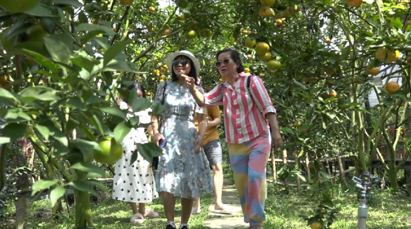 Đông đảo du khách trẩy hội quýt hồng Lai Vung