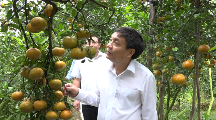Thường trực Tỉnh ủy thăm chúc tết nông dân trồng ấu và quýt hồng