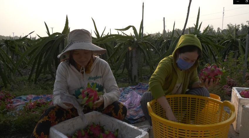 Nông dân Tam Nông thu hoạch thanh long bán cho Siêu thị Big C