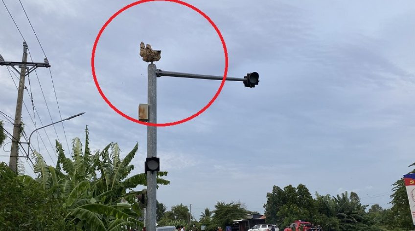 Công an phá tổ ong vò vẽ đóng tại trụ đèn giao thông