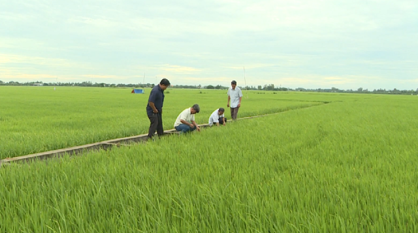 Khi HTX sản xuất giùm nông dân