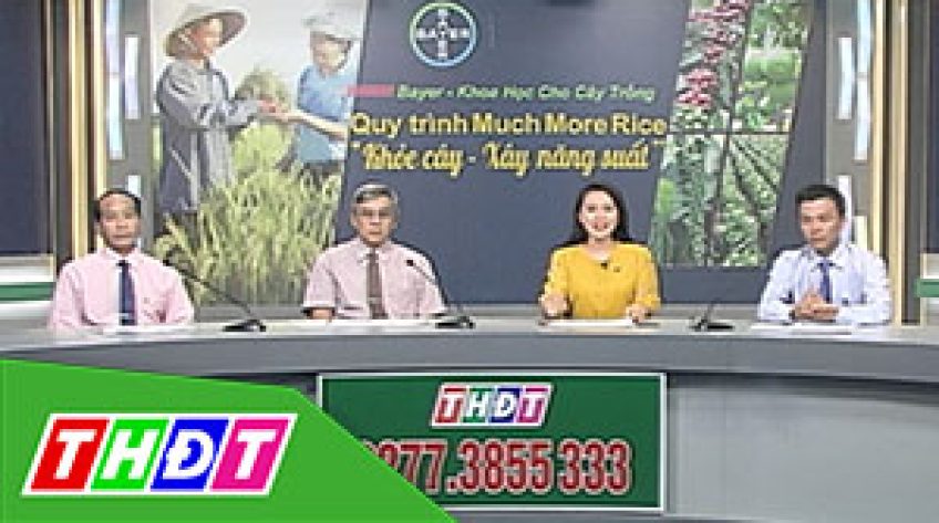Tư vấn khuyến nông - 06/9/2019 - Khỏe cây, xây năng suất