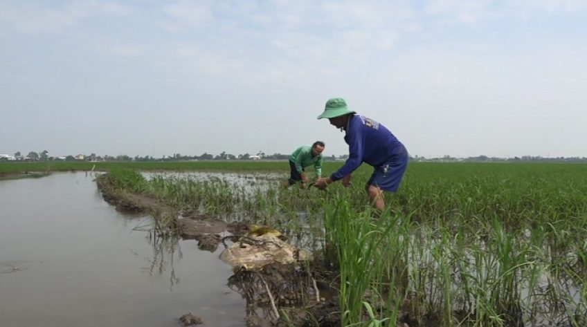 Hàng chục ha lúa thiệt hại do bơm rút nước chậm
