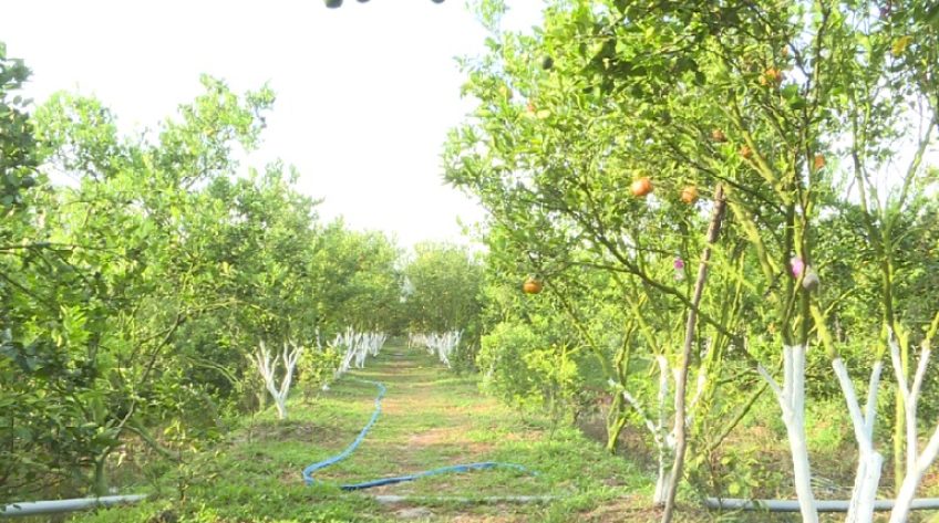 Sẽ tiếp tục thí điểm khắc phục bệnh vàng lá, chết xanh trên cây có múi ở Lai Vung