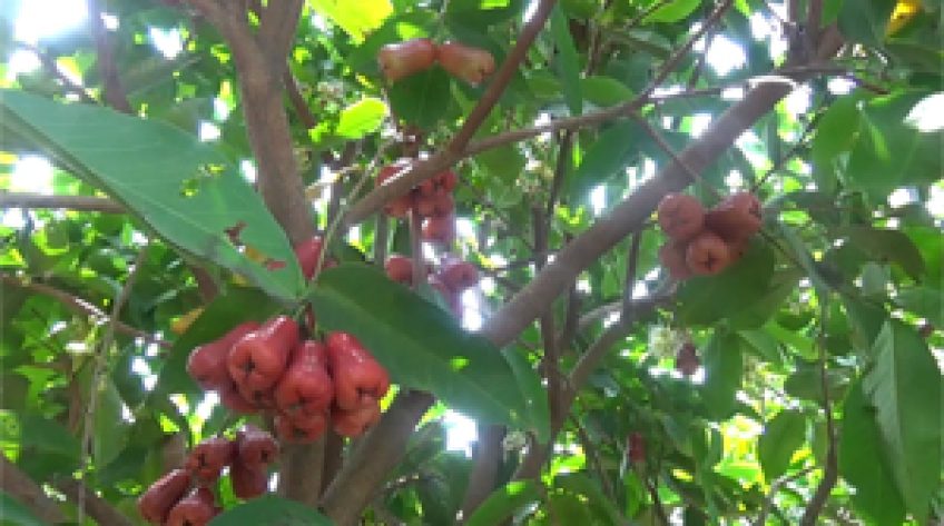 Bao lưới cả vườn, mận cho năng suất và chất lượng ổn định