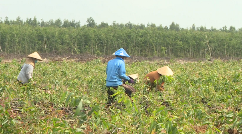Mùa Xuân trồng cây tại rừng phòng hộ môi sinh Bắc Tháp Mười