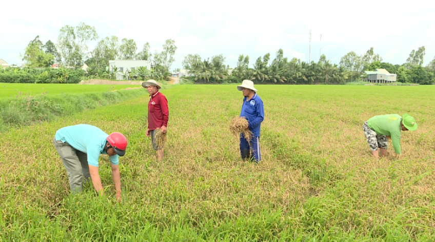 Vụ Thu Đông: Không được chủ quan với mưa bão