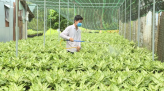 Châu Thành quyết tâm hoàn thành tiêu chí huyện nông thôn mới