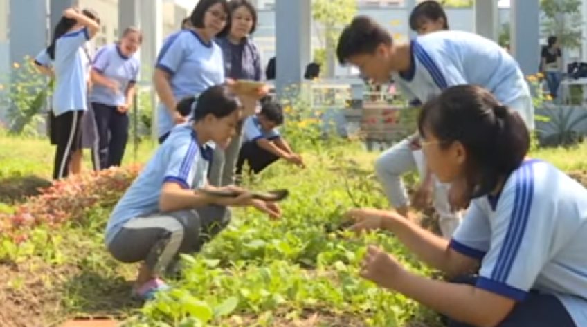 Vườn rau hữu cơ của học sinh trường chuyên