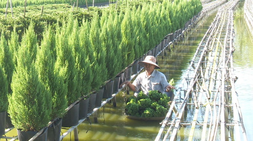 Sơn tùng Sa Đéc chuẩn bị đón Giáng sinh