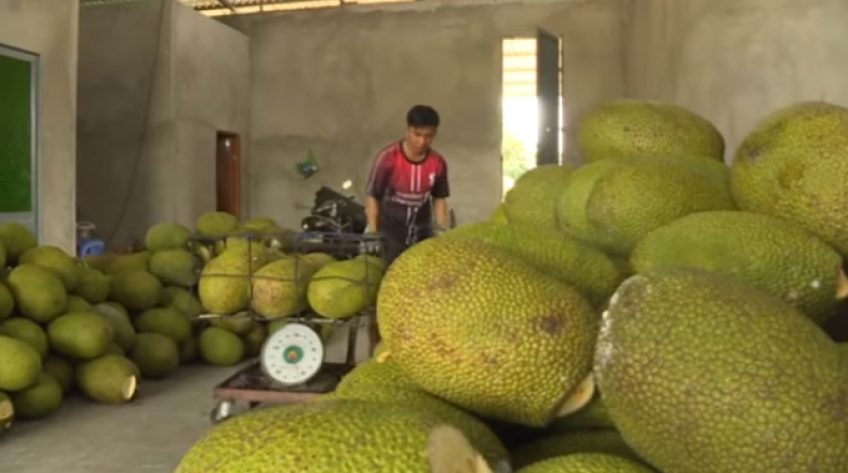 Mít Thái trong mùa dịch nCoV