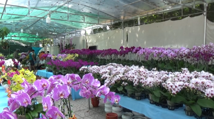 Rực rỡ chợ hoa Xuân TP.Cao Lãnh ngày cận Tết