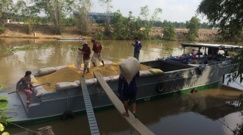 Tam Nông: Năng suất lúa Đông Xuân tăng 0,5 tấn/ha