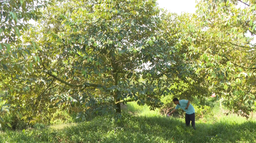 Chủ động giữ vườn cây ăn trái trước nguy cơ xâm nhập mặn