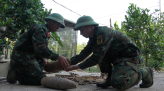Lời giải căn cơ cho nạn lục bình ken đặc sông rạch